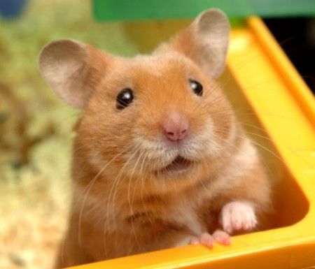 hamster-140.jpg