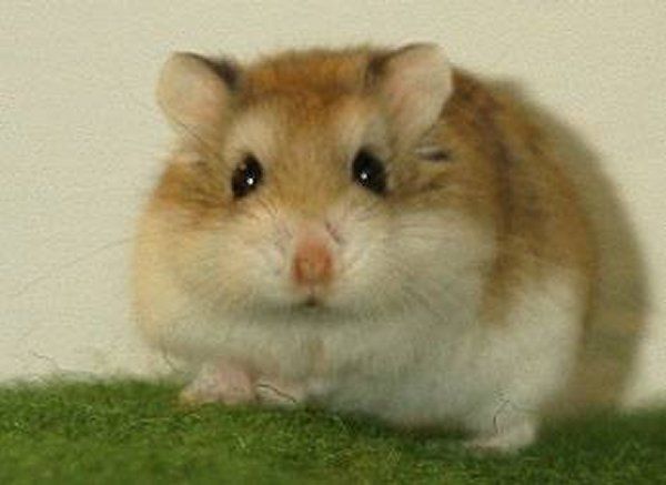 hamster-141.jpg