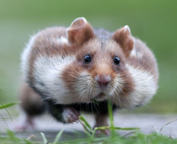 hamster-144.jpg