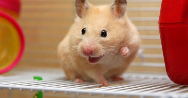 hamster-145.jpg