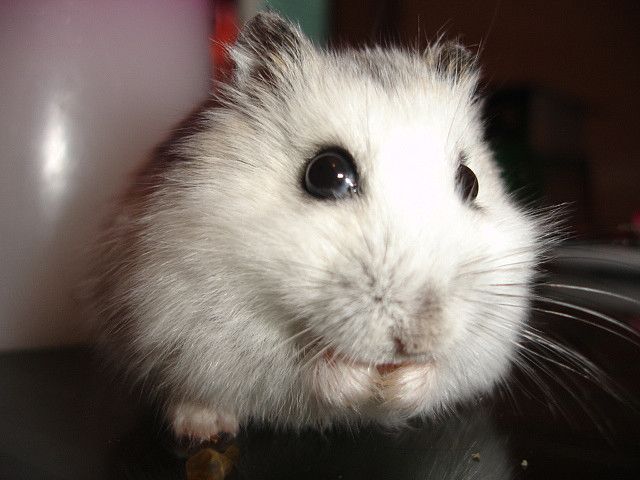 hamster-147.jpg