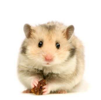 hamster-148.jpg