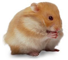 hamster-149.jpg