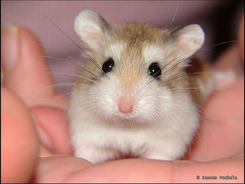 hamster-15.jpg