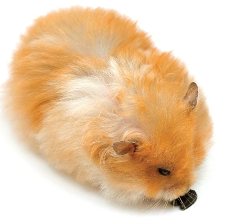 hamster-150.jpg