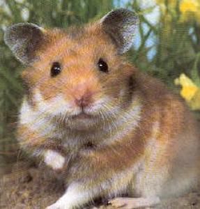 hamster-151.jpg