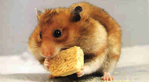 hamster-152.jpg