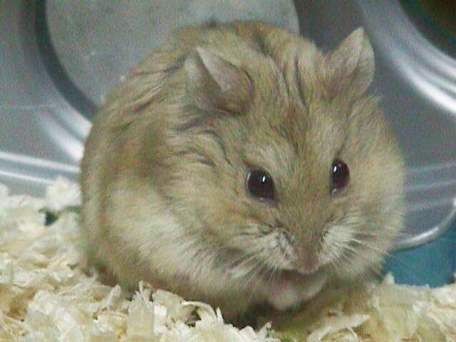 hamster-153.jpg