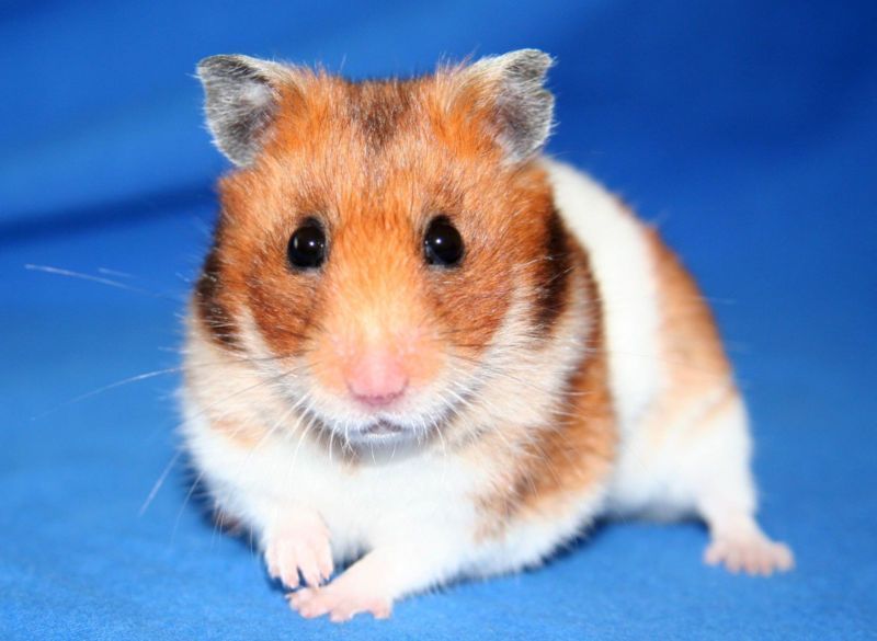 hamster-154.jpg