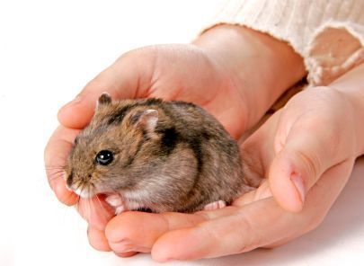 hamster-155.jpg