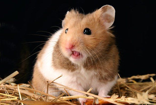 hamster-156.jpg