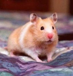 hamster-157.jpg