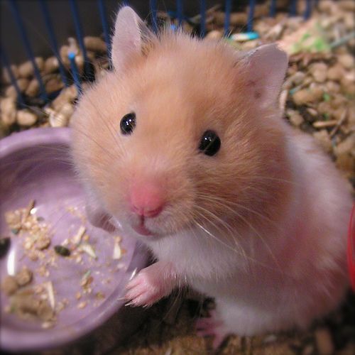 hamster-159.jpg