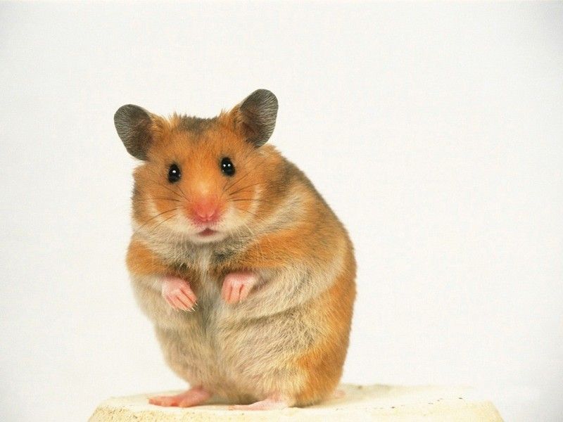 hamster-160.jpg