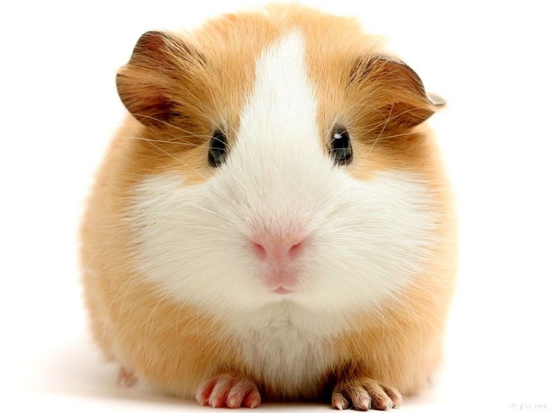 hamster-161.jpg