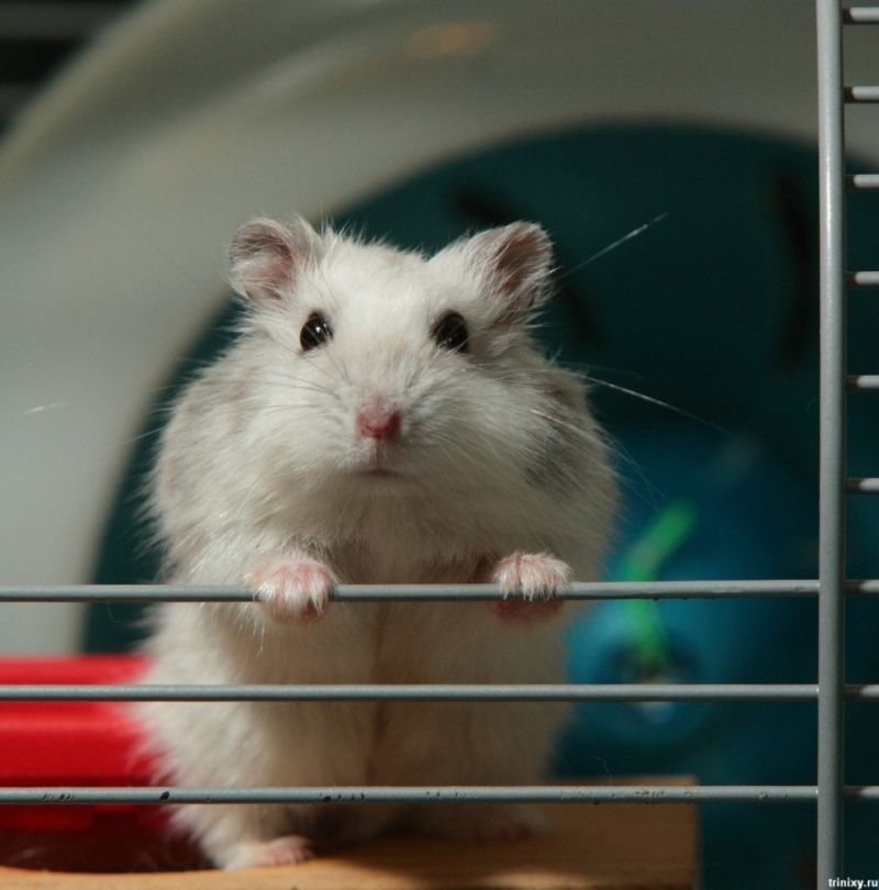 hamster-163.jpg