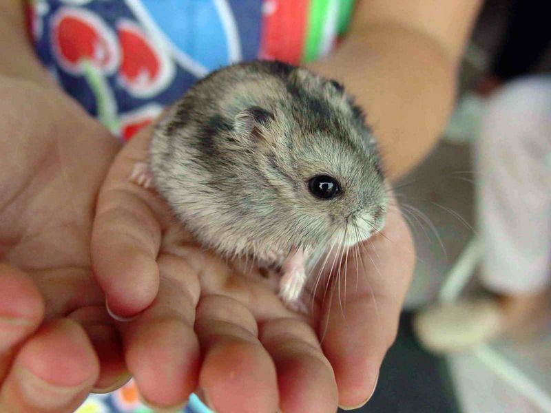 hamster-165.jpg