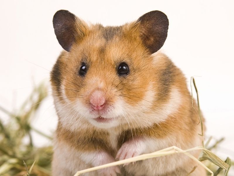 hamster-167.jpg