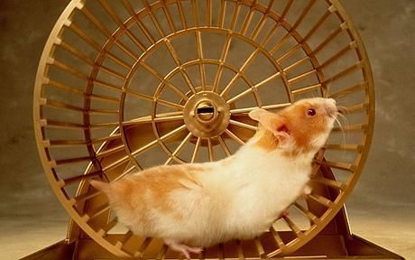 hamster-168.jpg