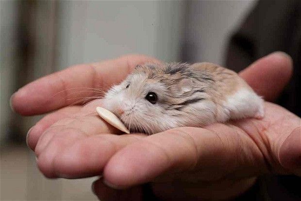 hamster-169.jpg