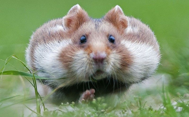 hamster-170.jpg