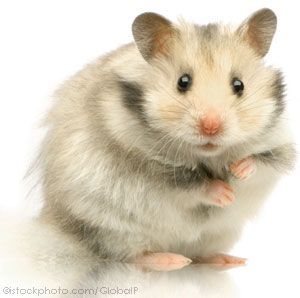 hamster-171.jpg