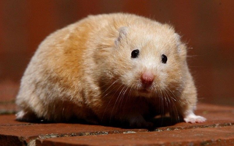 hamster-172.jpg