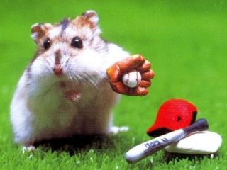 hamster-174.jpg