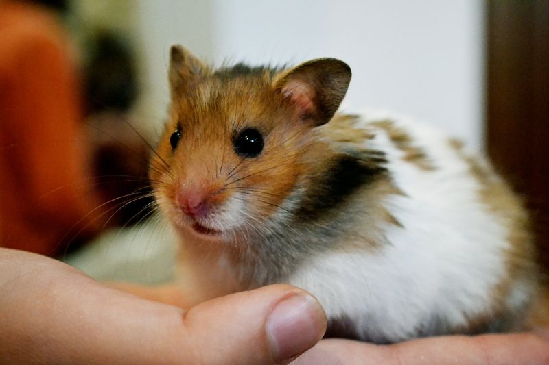 hamster-175.jpg