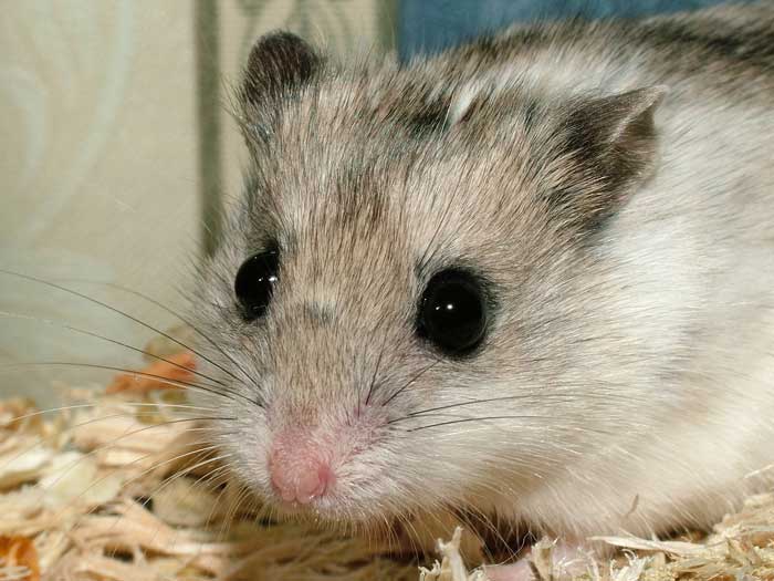 hamster-176.jpg