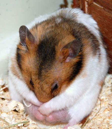 hamster-178.jpg