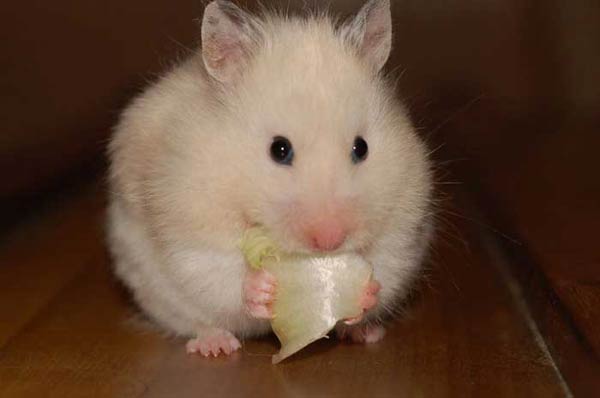 hamster-179.jpg