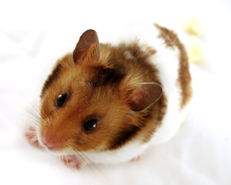 hamster-180.jpg