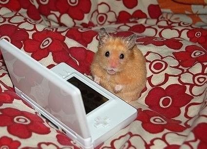 hamster-181.jpg