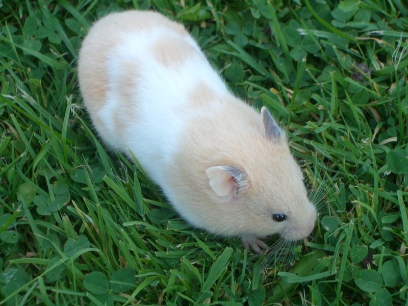 hamster-182.jpg