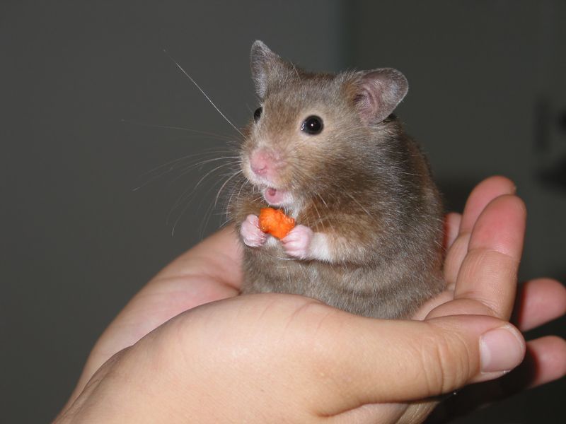 hamster-183.jpg