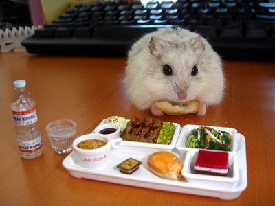 hamster-185.jpg