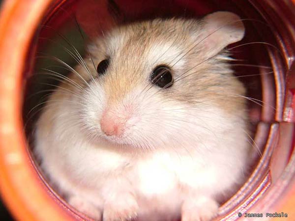 hamster-186.jpg