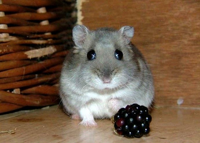 hamster-189.jpg