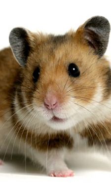 hamster-19.jpg