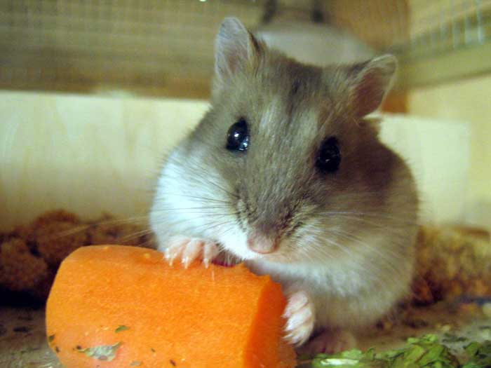 hamster-191.jpg