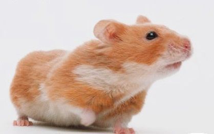 hamster-192.jpg