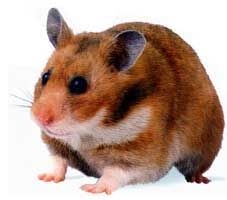 hamster-193.jpg