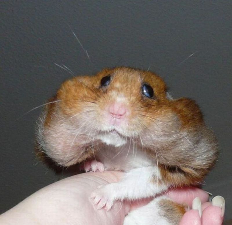 hamster-194.jpg