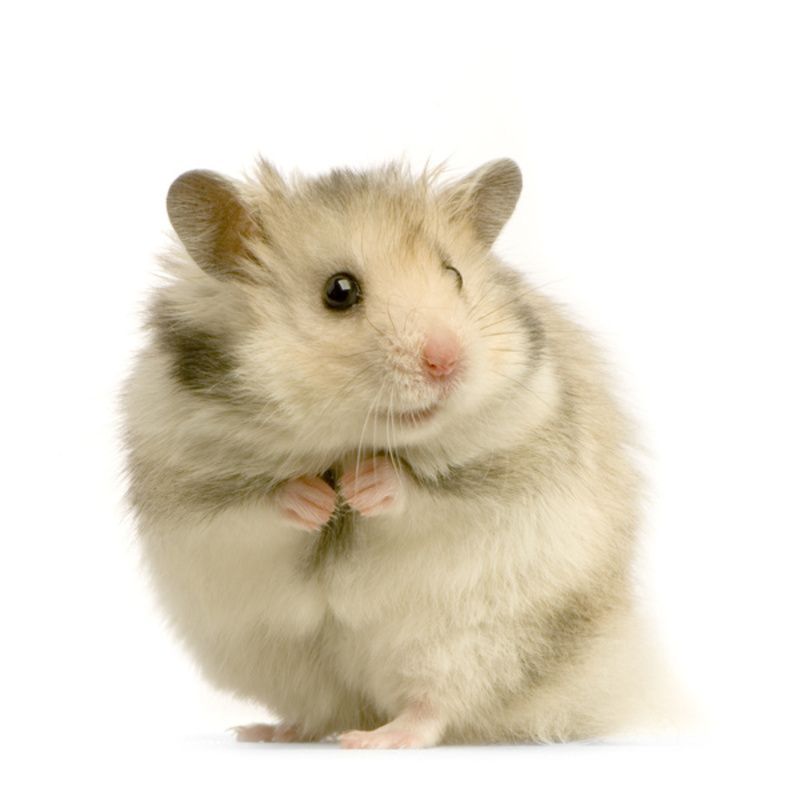 hamster-196.jpg