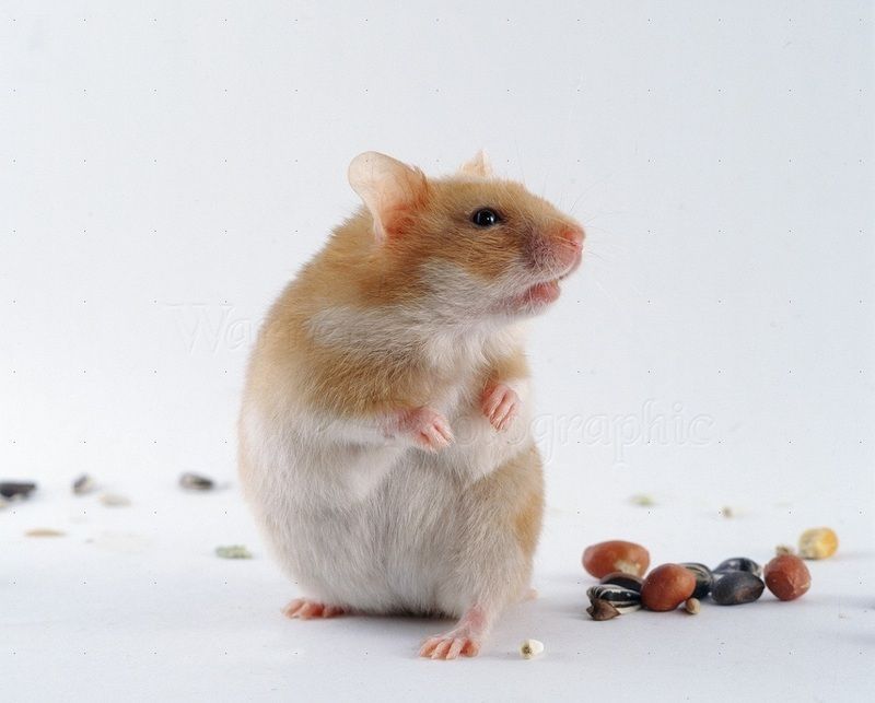 hamster-22.jpg