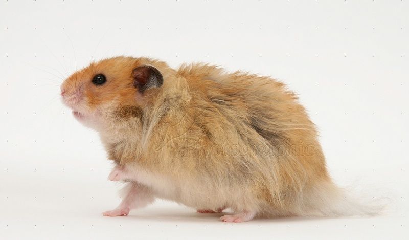 hamster-23.jpg