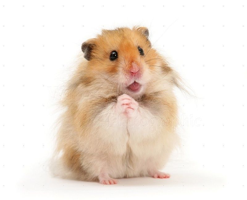 hamster-24.jpg