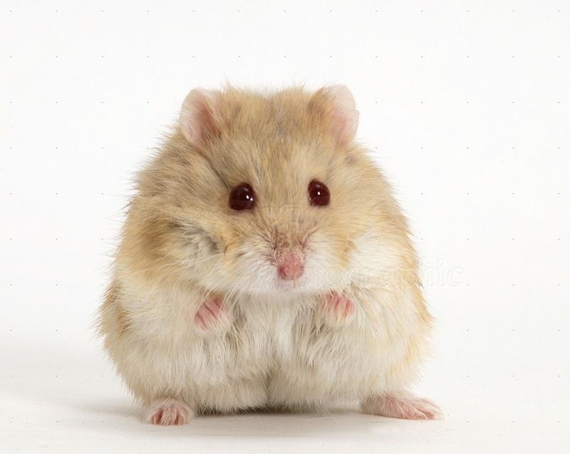 hamster-25.jpg