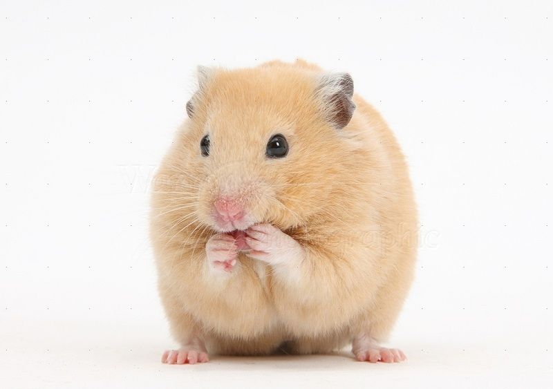 hamster-26.jpg